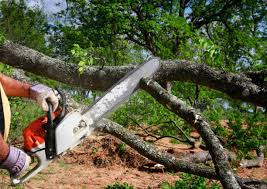 Best Stump Grinding and Removal  in Binghamton, NY