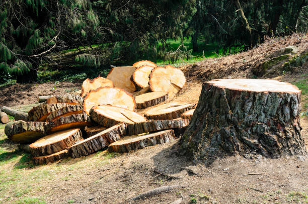 Professional Tree Removal Services in Binghamton, NY